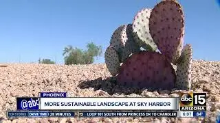 More sustainable landscape implemented at Sky Harbor