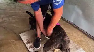 Safe canine breeding stand made from scraps