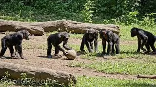 Schimpansen spielen ausgelassen mit einem Ball ⚽🐒