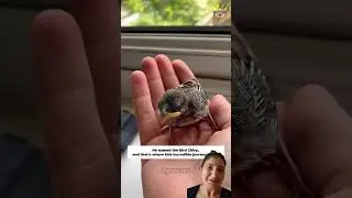 Fallen bird rescue☺️ #birds #babybird #cute #poojakivines @Poojakivines90