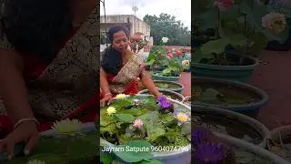 Lotus and Waterlily From my Home Garden | Grow Lotus At Home #lotus #flower #gardenideas #garden