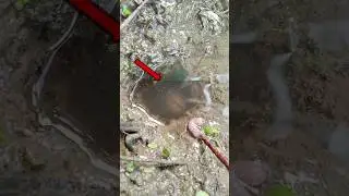 DETIK-DETIK belut super besar menyantap umpannya,
