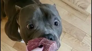 DOGS Being the Actual Best | CUTE FUNNY Dog