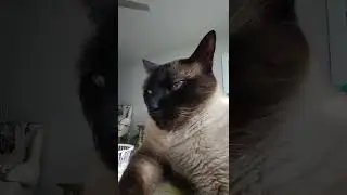 I swallowed shampoo