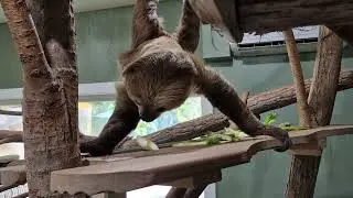 feeding sloth