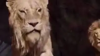 Lion king  Is that a challenge (2019)
