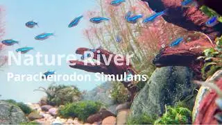 Green Neon Tetra (Paracheirodon simulans)