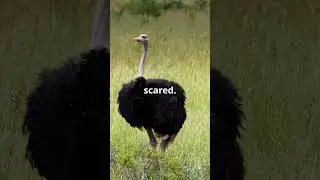 Ostrich Myth Busted! No Sand Heads!
