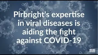 Pirbright's COVID 19 research