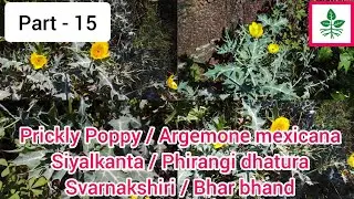 Prickly Poppy  / Argemone mexicana / Siyalkanta / Phirangi dhatura / Svarnakshiri / Satyanasi