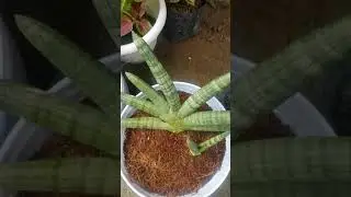 Sansevieria Boncel #shorts