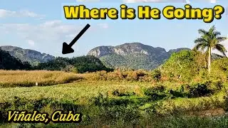 Friendly DOGS and STUNNING NATURE in Vi&ntilde;ales, Cuba!