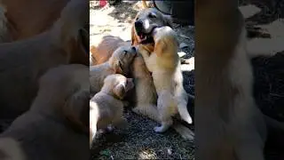cute golden retriever puppies playing with their mother adorable video