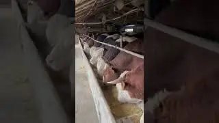 Wacha farming business Urdu Hindi tips and tricks #ytshorts #shorts