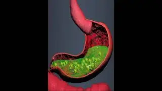 Digestive system- Stomach  (3D Animation)