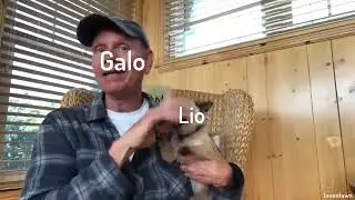 galolio.mp4