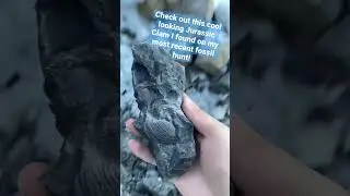 Splitting A Rock To Find Fossilized A Jurassic Clam!  #fossilhunting #fossil #prospecting #paleo
