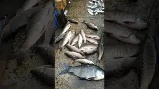 🐬🐠🐠 Rui . katla Mach 🐠🐠🐬