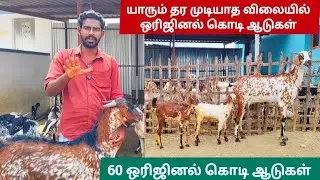 யாரும் தர முடியாத விலையில் ஒரிஜினல் கொடி ஆடுகள் 
