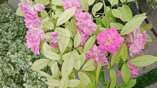 റോസ് ഗാർഡൻ വിശേഷങ്ങൾ |Rose Garden|#garden #gardening #flowergarden #gardeningideas 