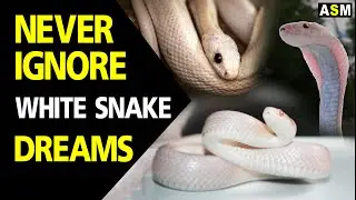 What does White Snake Dream Meaning | White Snake Dream interpretation | Dreaming of White Snake