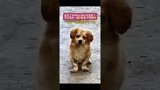 Capture the beautiful life 1001.. #ytshorts #pets