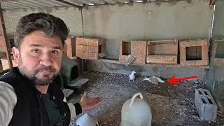 Güvercinimizin Birini Kaybettik Kırlar Kümesi Hayalimiz Yarım Kaldı