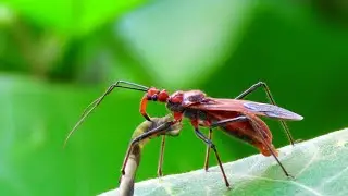 幼虫を吸う赤いサシガメ（アカサシガメ）
