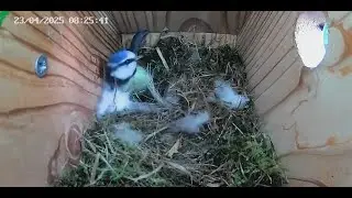 🔴 LIVE: Bluetits nest! Day 9! 🌸