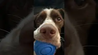 Things expect with a Springer Spaniel #springerspaniel #dog