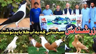 زرشناس،کفترهای اصیل یوسف زی|کفتر مثال گوهر قیمتی است باید آن را شناخت|سخنان نگفته که همه باید بدانید