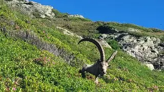 Tour du Mont Blanc Day 12:  La Flegere