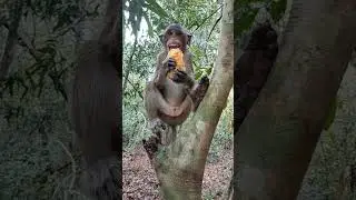 Wow!Monkey eating style #animals #eating #mango #mom #baby #monkey