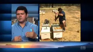 Scientists fit tiny sensors onto honey bees to study behaviour