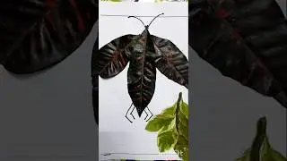 Insect Drawing 🐞