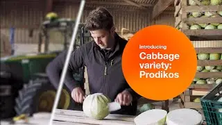 Syngenta vFOI Cabbage Prodikos