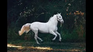 How Do You Know If Your Horse Is Happy?