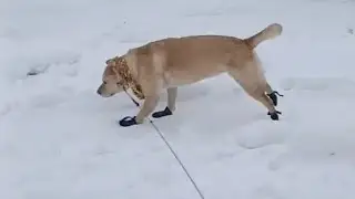 31(12)25 dog demonstrating running stop techniques with sass and pizazz on her walk/ run. 🍖🤘🏴&zwj;☠️