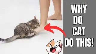Why Does My Cat Bite My Legs? | Decoding the Leg-Biting Habits of Feline Companions | FreshHomeTalk
