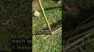Using Moringa Cuttings for an Eco-Friendly Fence #shorts