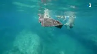 Balade aquatique à Banyuls-sur-Mer: à la découverte du sentier sous-marin