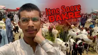 Bakra Lein Ya Cow ( Bail ) ? | Bakra Mandi Vlog | Mini Vlog