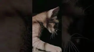 Burmese Cat Breed || Color || Facts || #cute #cuteanimals #american #unitedstates  Cute Cat Video