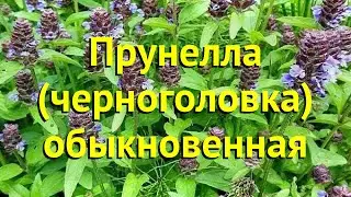 Прунелла обыкновенная. Краткий обзор, описание характеристик, где купить саженцы prunella vulg&aacute;ris