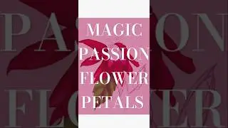 Vibrant Fiery Reds in Scarlet Flower Petals Painting #DigitalArt #Magic #Flowers