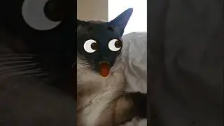 😂 Cosmo, Siamese cat was asking about social media 🌟  #Funny #Smart #Siamese #cat