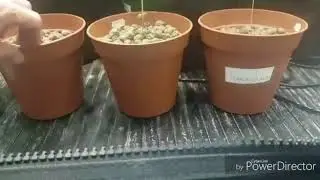 Indoor cannabis growing uk
