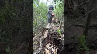 Removing another invasive Burmese python nest from the Everglades! Can you guess how many eggs? 🐍🥚