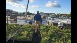 Aiken's Green Roof