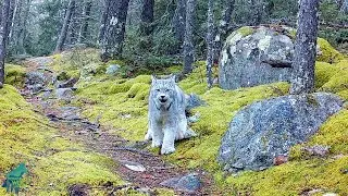 Some beautiful wild moments from Voyageurs National Park